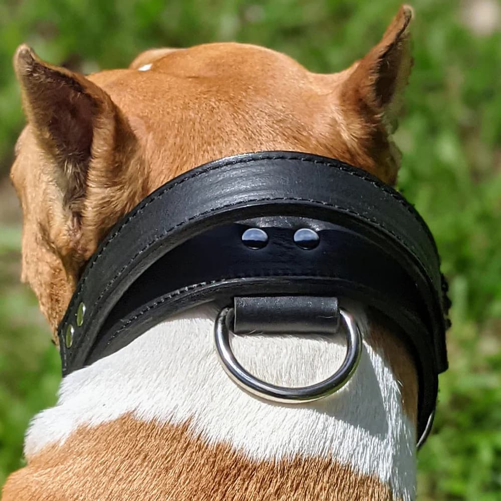 Hundehalsband mit Griff: Die perfekte Lösung für aktive Hunde