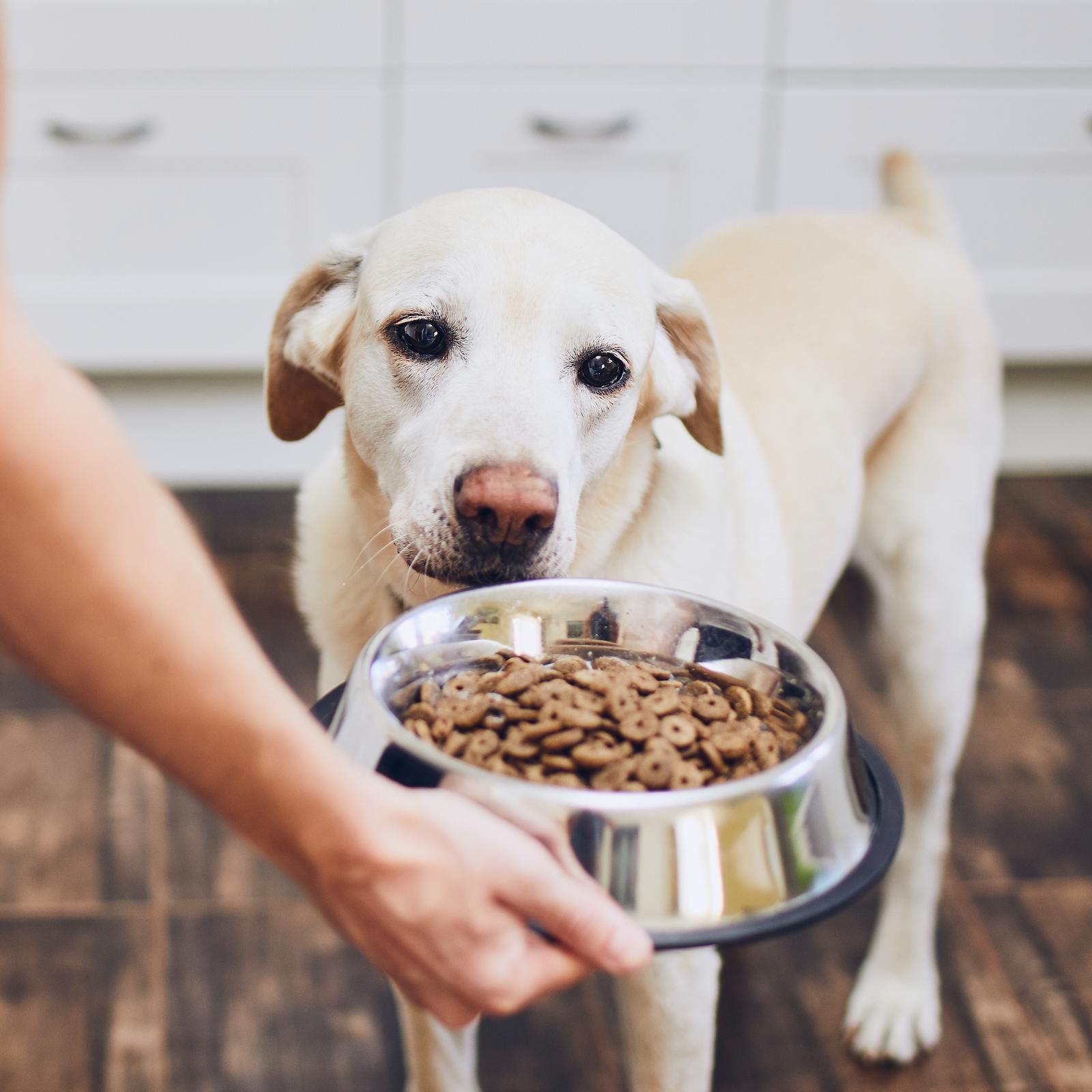Stilvoll unterwegs: Hundezubehör für den urbanen Lifestyle