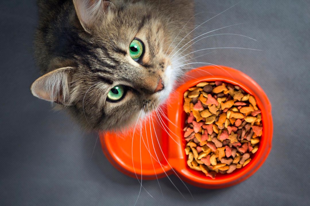 Katzenfutter für Feinschmecker: Die Könige des Catfood