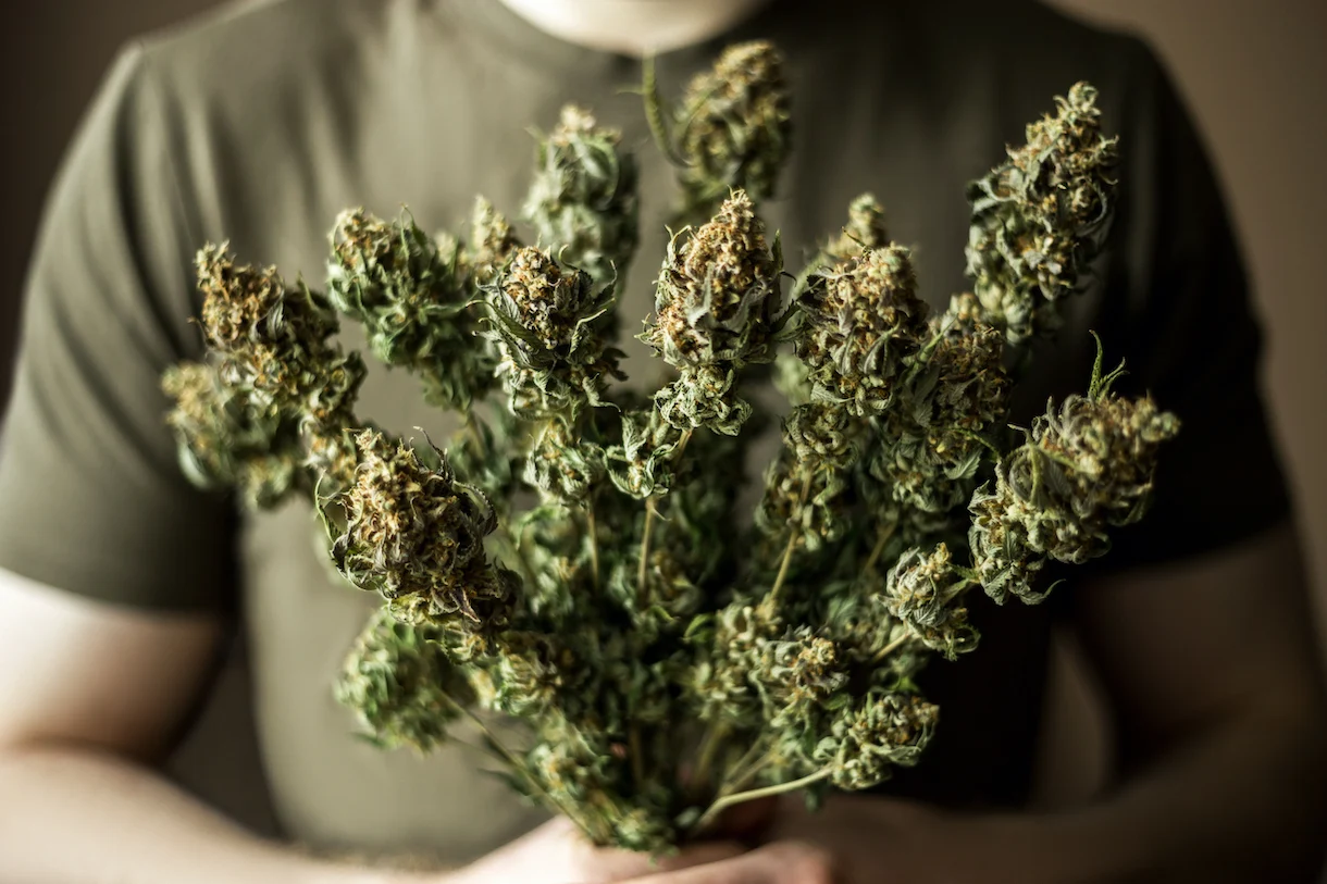 THCA blüten deutschland und ihre Vorteile für dein Wohlbefinden
