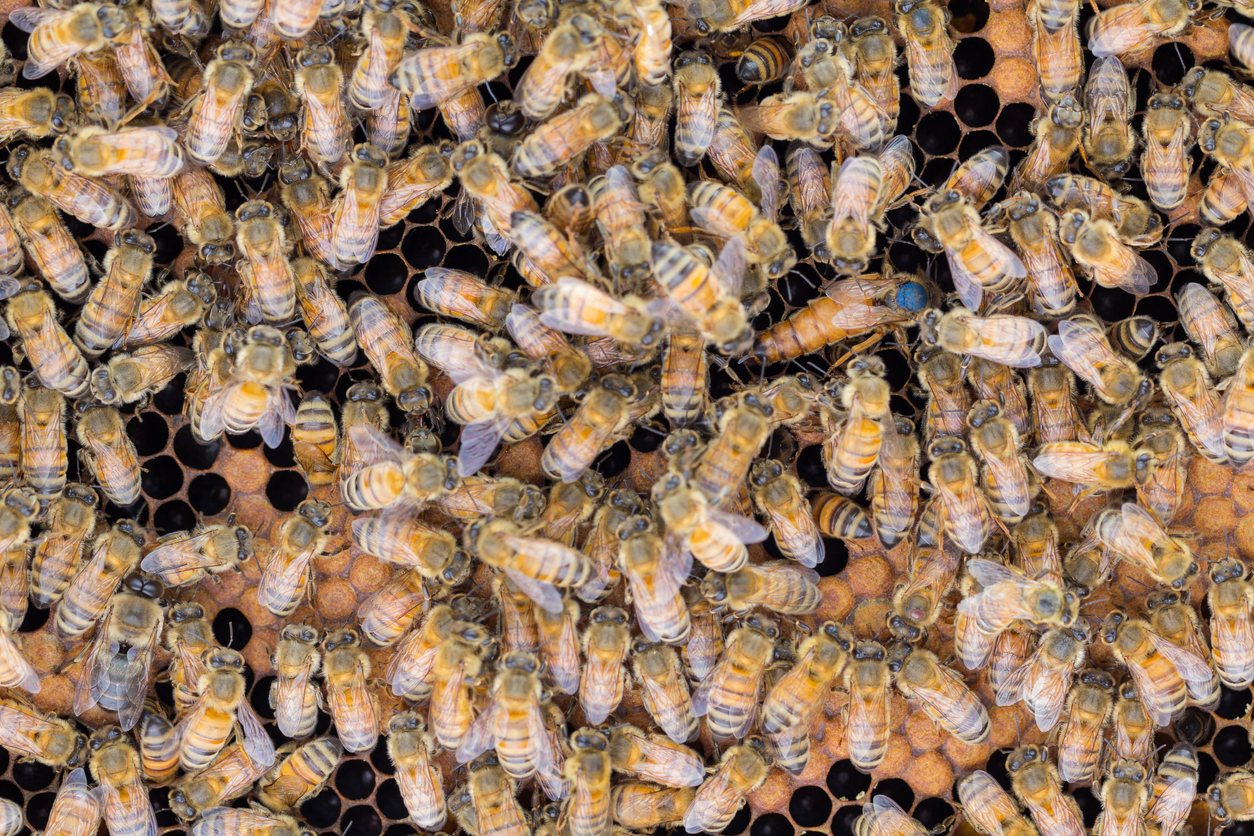 Bienenprodukte in der Geschichte: Von antiken Heilmitteln bis zur modernen Naturkosmetik
