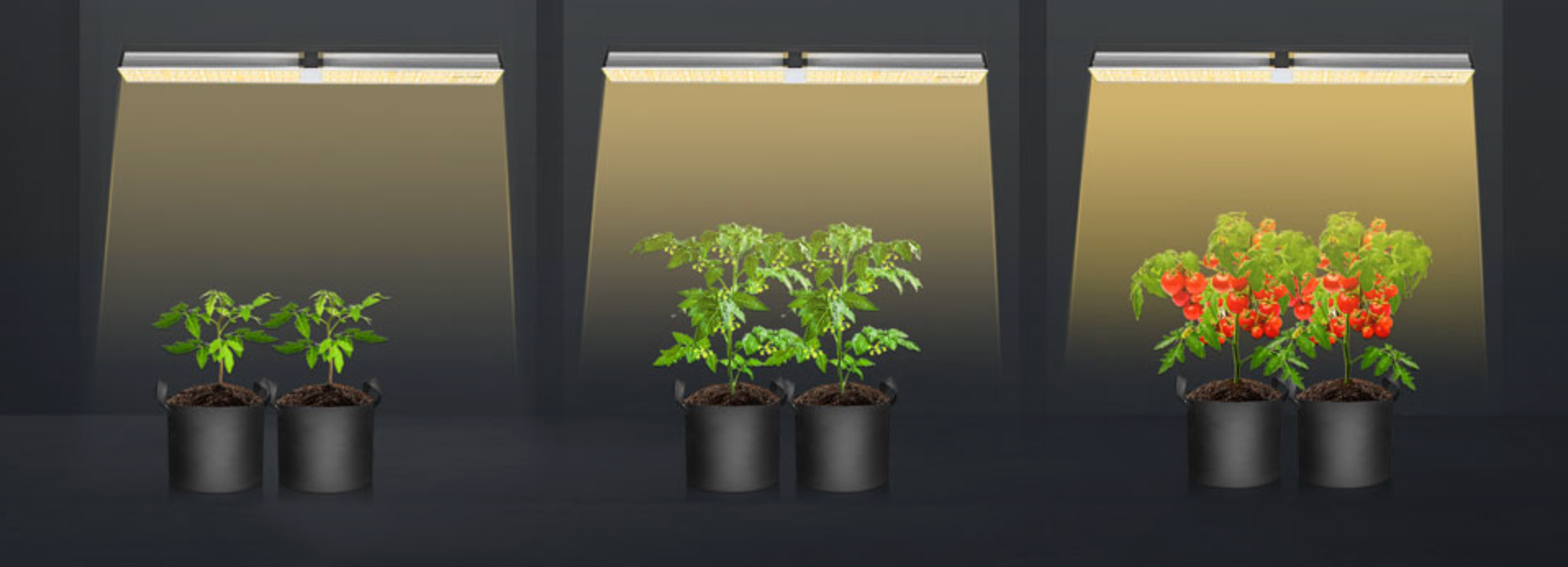 Pflanzenwachstum leicht gemacht: Energieeffiziente LED-Lampen für Ihren Indoor-Garten