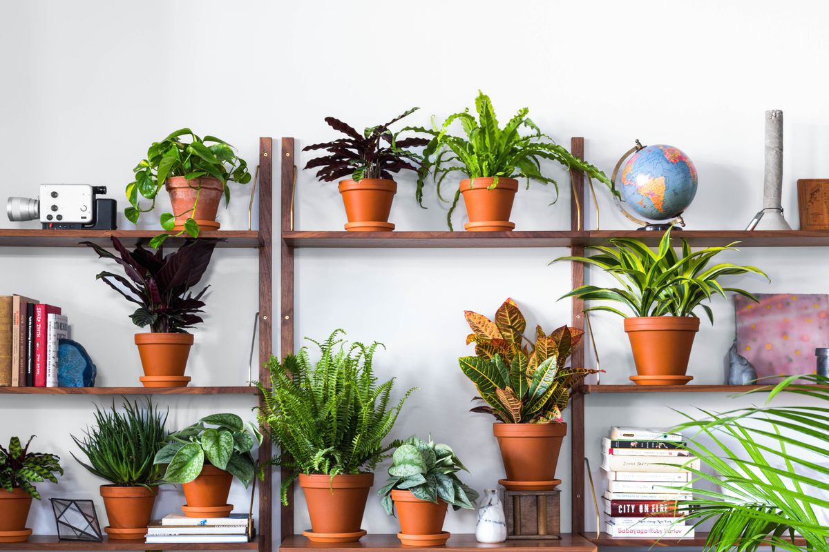 Entdecke die besten Gartenpflanzen für deinen Außenbereich
