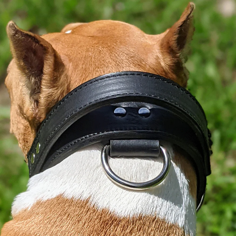 Hundehalsband mit Griff: Die perfekte Lösung für aktive Hunde