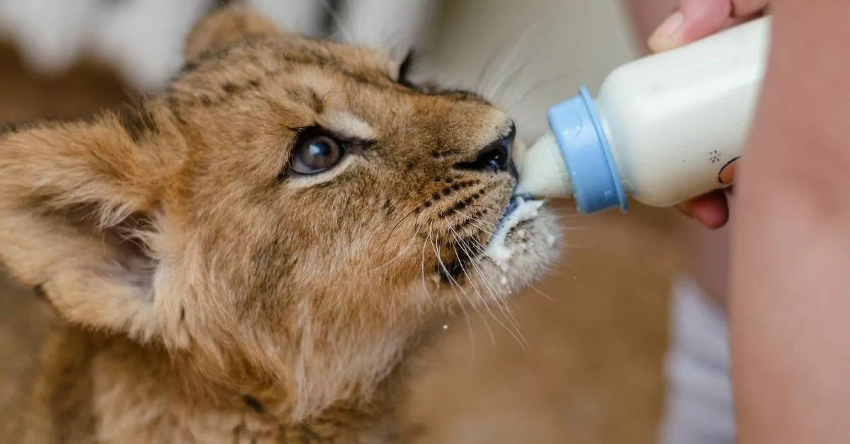 Tierpfleger gesucht: Ihr Einstieg in die Welt der Tierpflege
