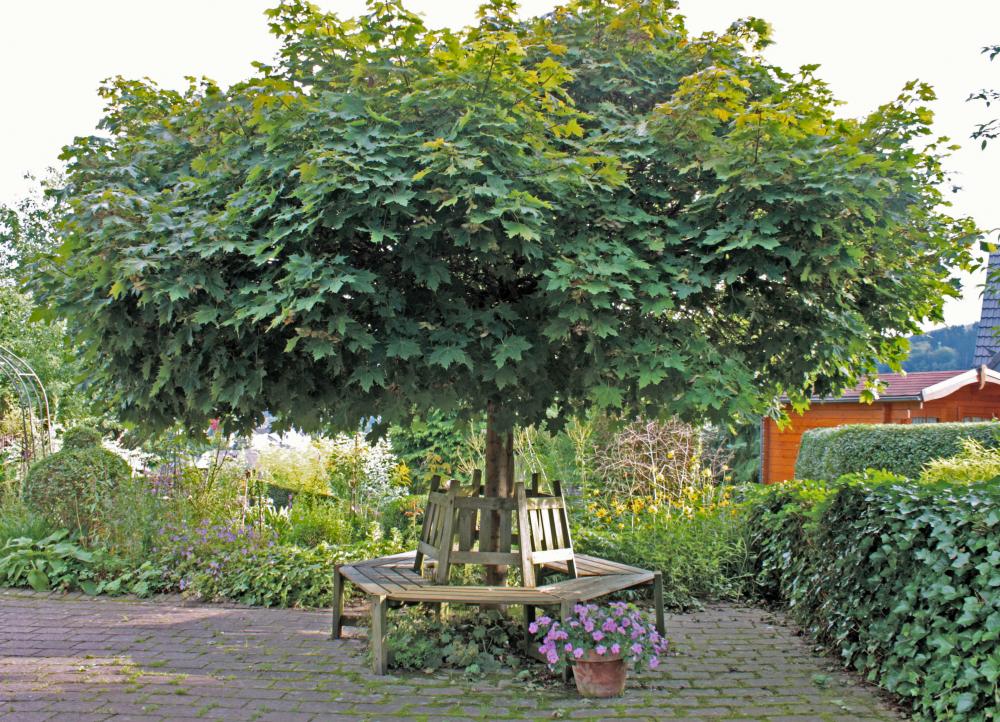 Kugelbäume kaufen leicht gemacht: Venovi's Familientradition und Modernität im Garten