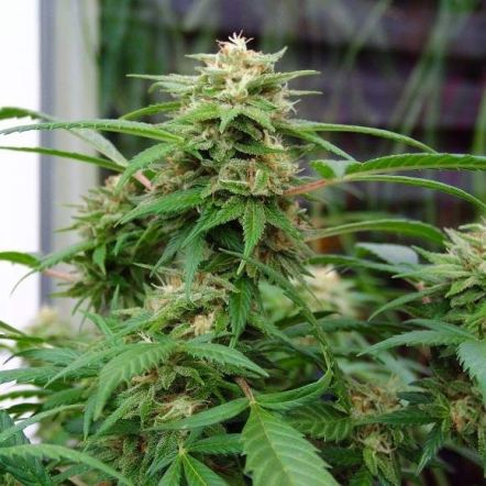 MIMOSA X ORANGE PUNCH: Eine genetische Fusion für schnelle und duftende Blüten.